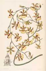 Oncidium sphacelatum